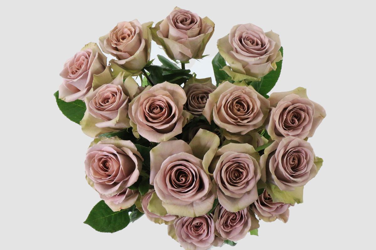 Срезанные цветы оптом Rosa ec amnesia от 125шт из Голландии с доставкой по России