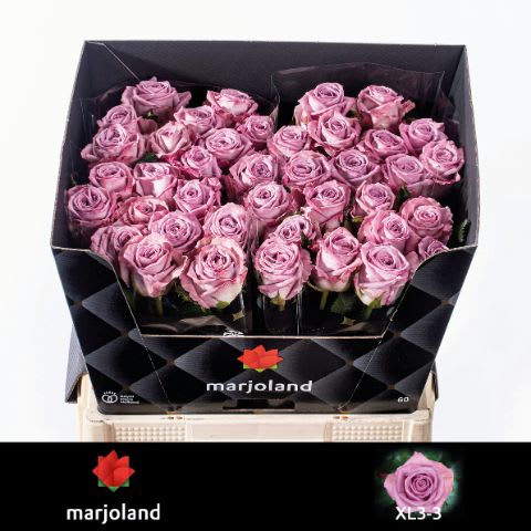 Срезанные цветы оптом Rosa large nayeli! от 40шт из Голландии с доставкой по России