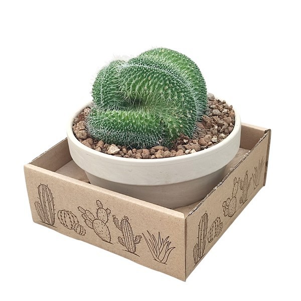 Горшечные цветы и растения оптом Mammillaria Spinosissima Un Pico Crested от 1шт из Голландии с доставкой по России
