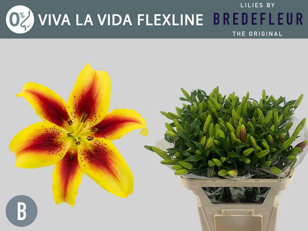 Срезанные цветы оптом Lilium as viva la vida от 60шт из Голландии с доставкой по России