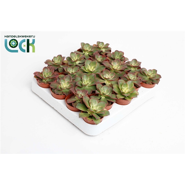 Горшечные цветы и растения оптом Aeonium Tricolor Kiwi от 20шт из Голландии с доставкой по России