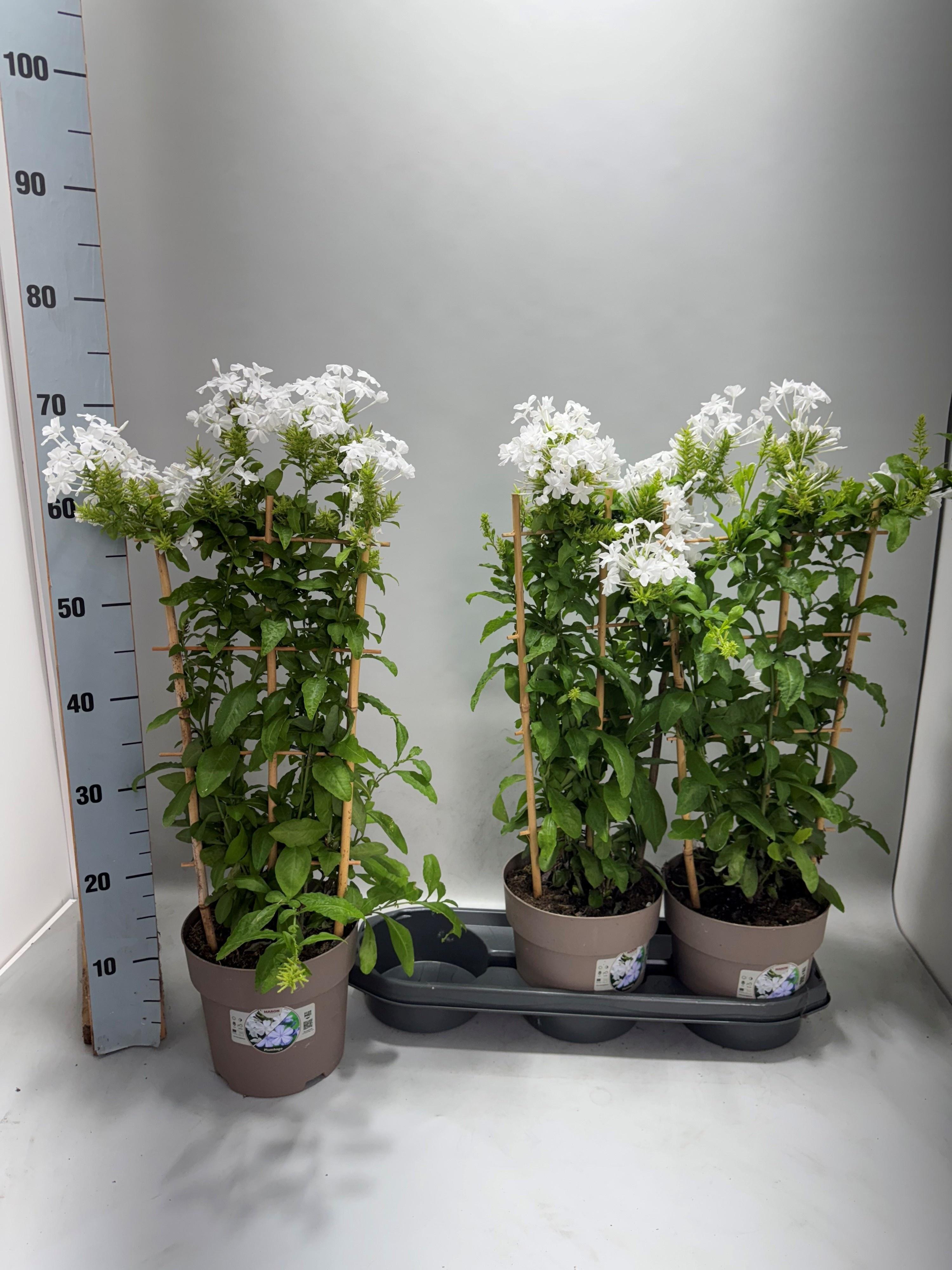 Горшечные цветы и растения оптом Plumbago Auriculata от 3шт из Голландии с доставкой по России