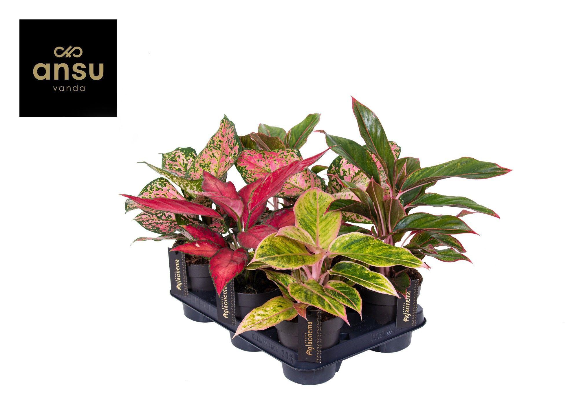 Горшечные цветы и растения оптом Aglaonema Colour Mix от 6шт из Голландии с доставкой по России
