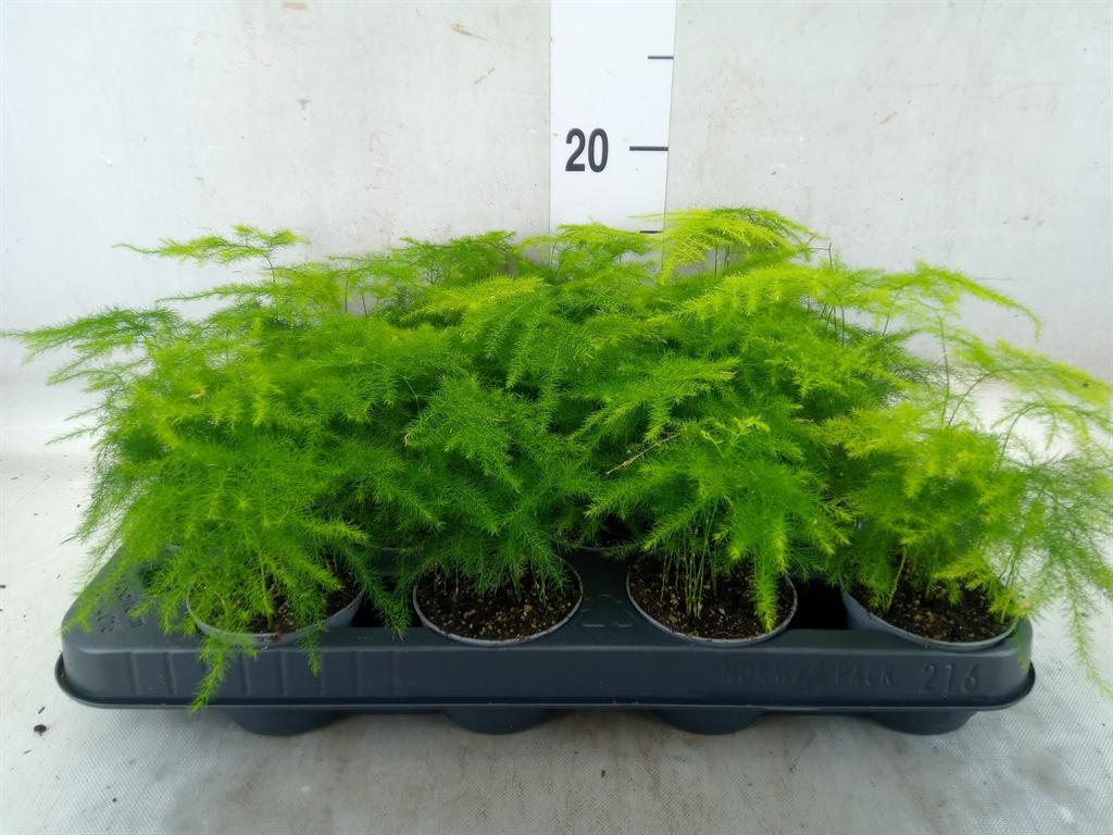 Горшечные цветы и растения оптом Asparagus Plumosus (decorum) от 16шт (для телеги) из Голландии с доставкой по России