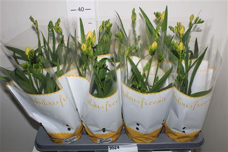 Горшечные цветы и растения оптом Freesia Ov от 8шт из Голландии с доставкой по России