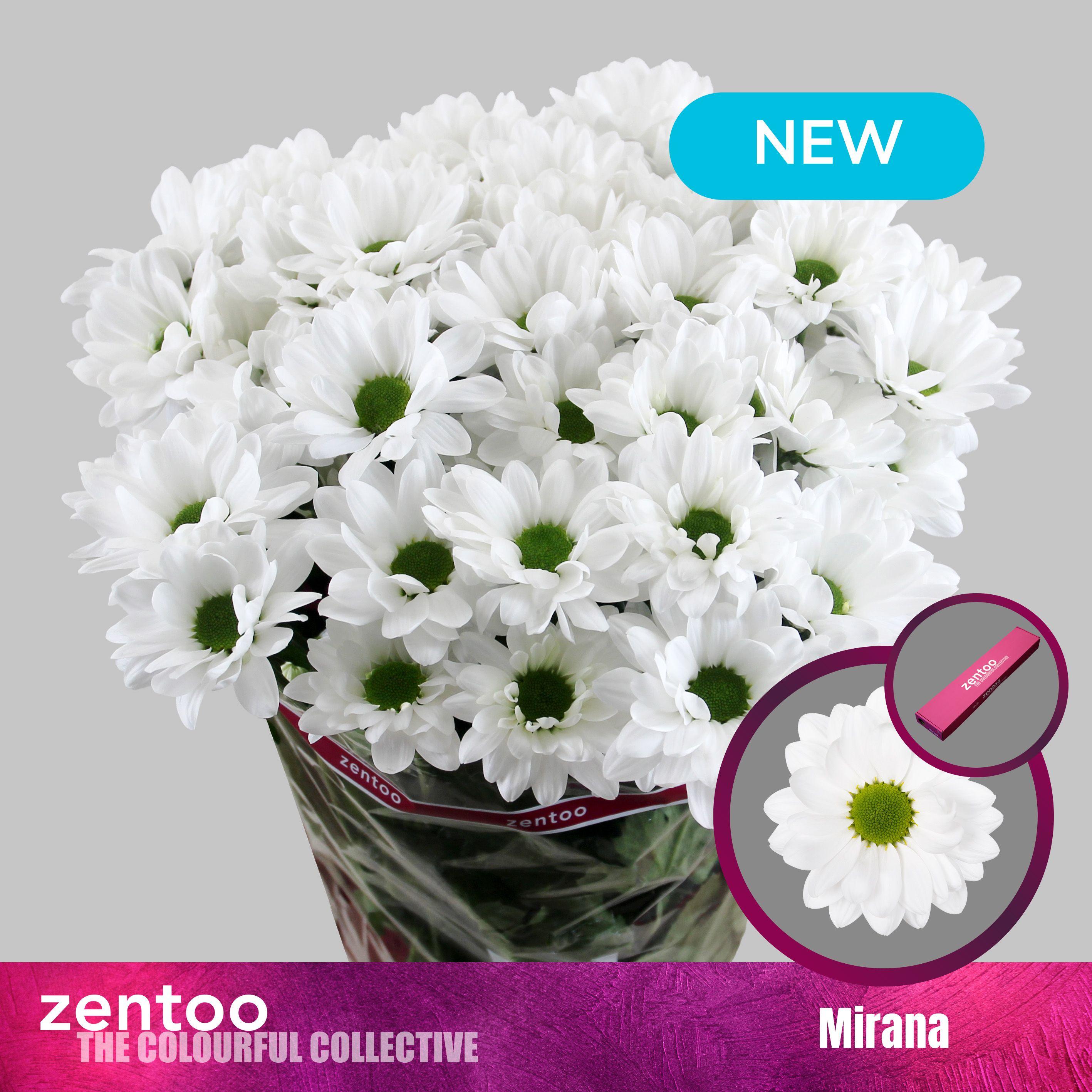 Срезанные цветы оптом Chrys sp mirana от 160шт. из Голландии с доставкой по России