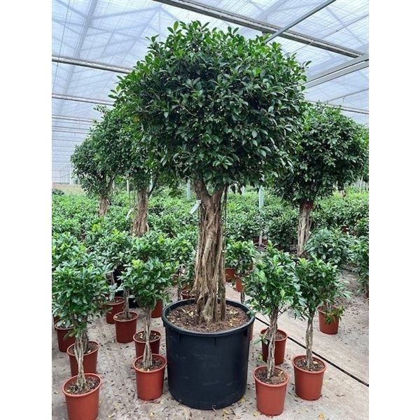 Горшечные цветы и растения оптом Ficus Nitida On Stem от 1шт из Голландии с доставкой по России