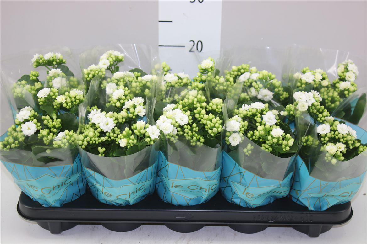 Горшечные цветы и растения оптом Kalanchoe Rosalina Wit Le Chic от 10шт из Голландии с доставкой по России