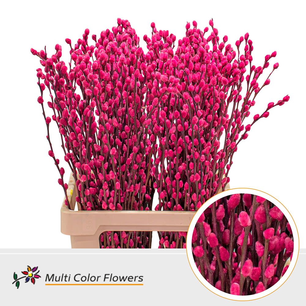 Срезанные цветы оптом Salix paint pussy willow cerise от 200шт.. из Голландии с доставкой по России