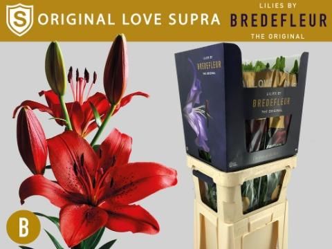 Срезанные цветы оптом Lilium la original love supra от 40шт из Голландии с доставкой по России