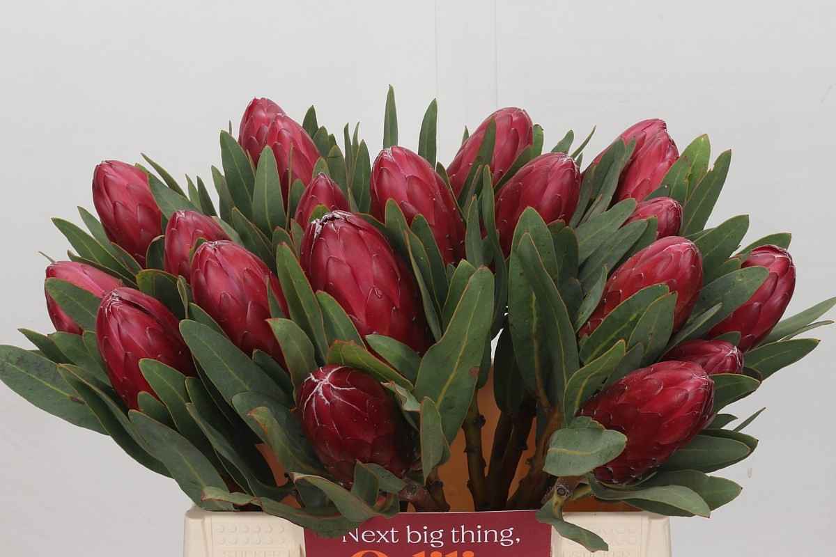 Срезанные цветы оптом Protea red sensation от 15шт из Голландии с доставкой по России