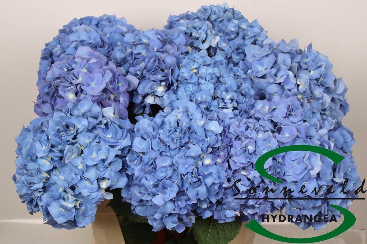 Срезанные цветы оптом Hydrangea pimpernel от 10шт из Голландии с доставкой по России