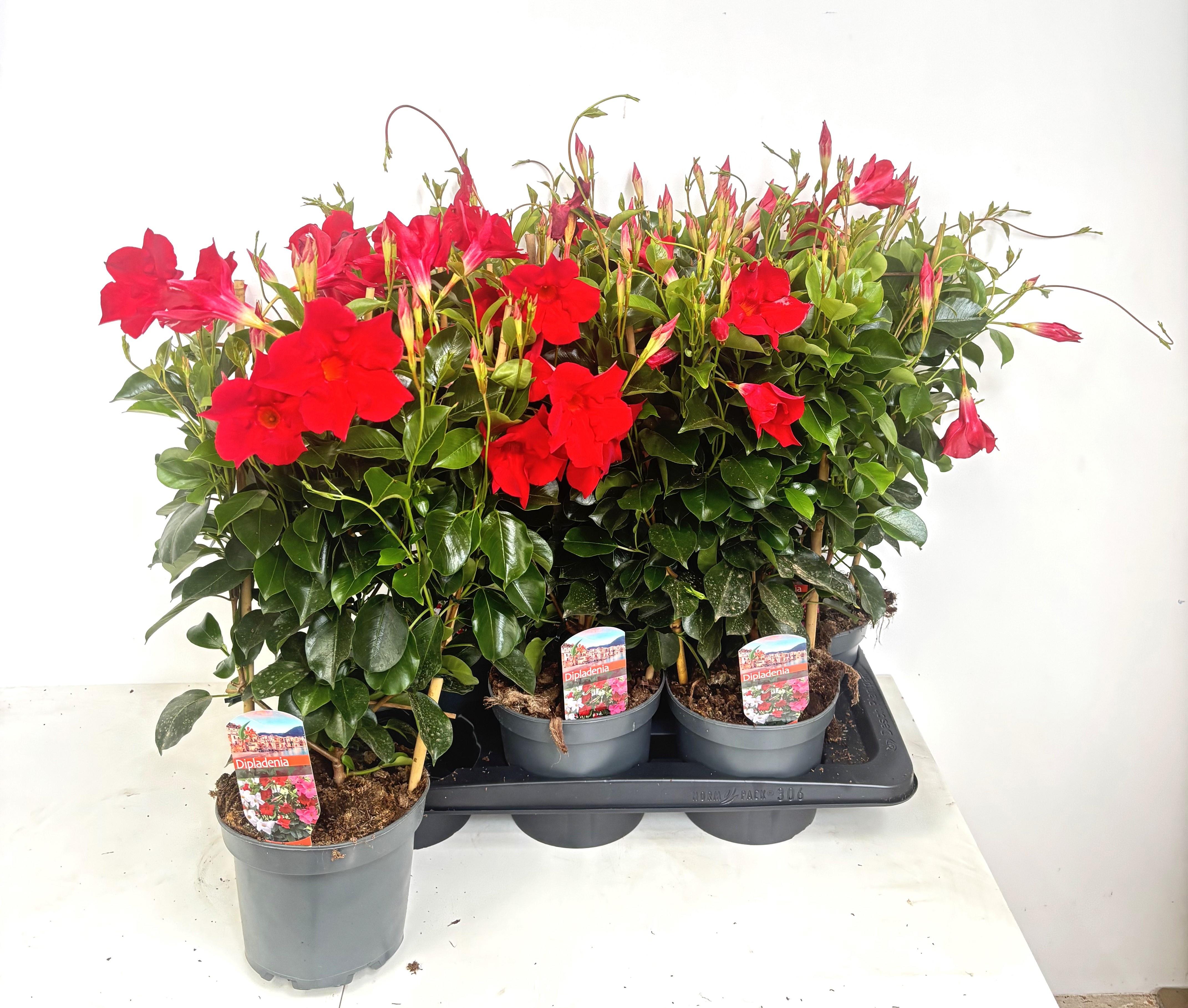 Горшечные цветы и растения оптом Mande Rio Gem от 6шт из Голландии с доставкой по России