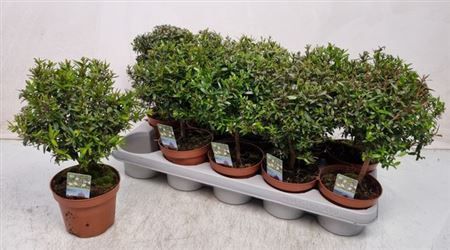 Горшечные цветы и растения оптом Myrtus Com от 10шт из Голландии с доставкой по России
