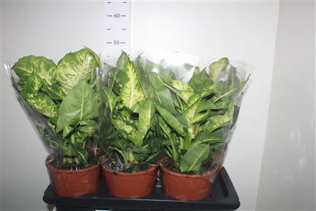 Горшечные цветы и растения оптом Dieffenbachia Mars от 6шт из Голландии с доставкой по России