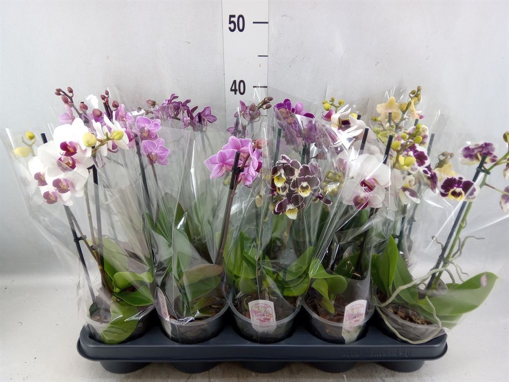 Горшечные цветы и растения оптом Phalaenopsis Multi.   ...mix  4 от 10шт из Голландии с доставкой по России