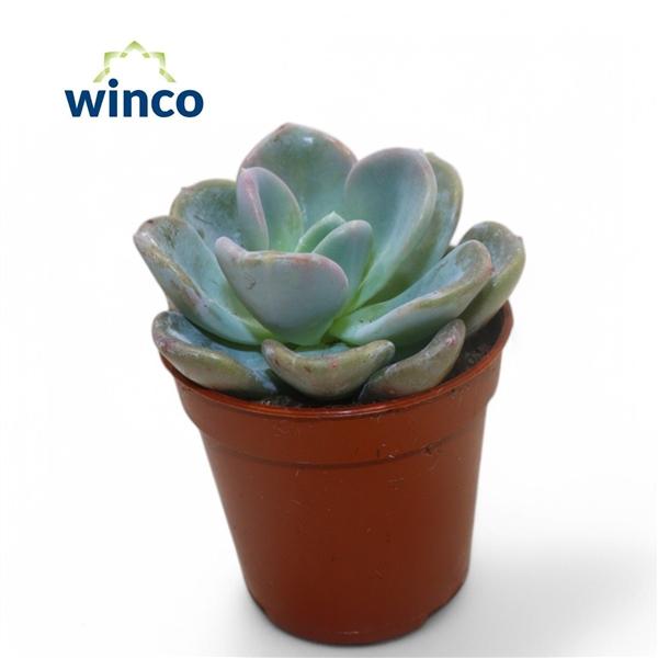 Горшечные цветы и растения оптом Echeveria Orpet от 20шт (для телеги) из Голландии с доставкой по России