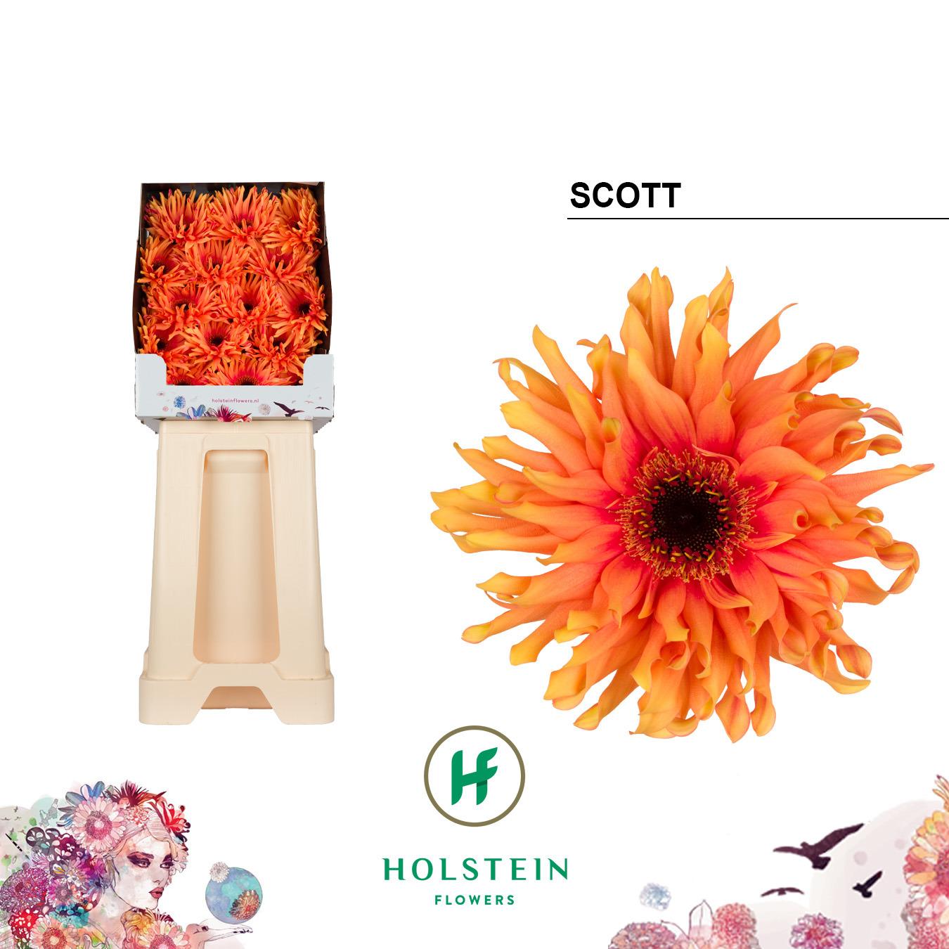 Срезанные цветы оптом Gerbera diamond gerpasta scott от 45шт из Голландии с доставкой по России