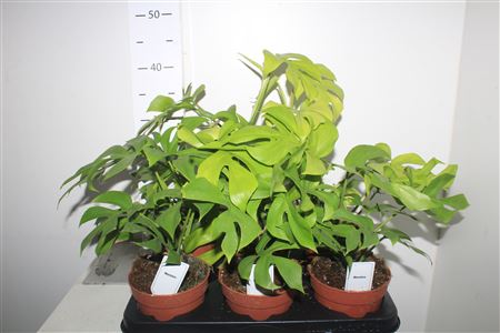 Горшечные цветы и растения оптом Rhaphido Tetrasperma от 6шт из Голландии с доставкой по России