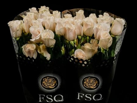 Срезанные цветы оптом Rosa ec vendela от 20шт. из Голландии с доставкой по России