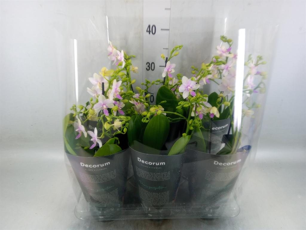 Горшечные цветы и растения оптом Phalaenopsis Multi.   ... от 6шт из Голландии с доставкой по России