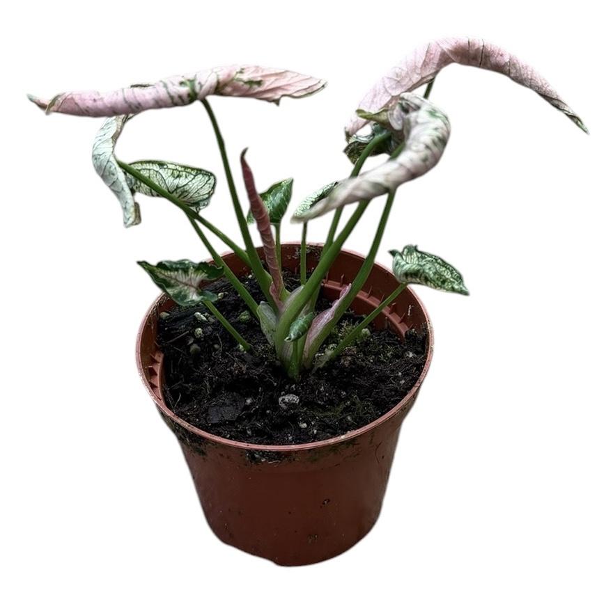 Горшечные цветы и растения оптом Syngonium Pink Rolli от 1шт (для телеги) из Голландии с доставкой по России