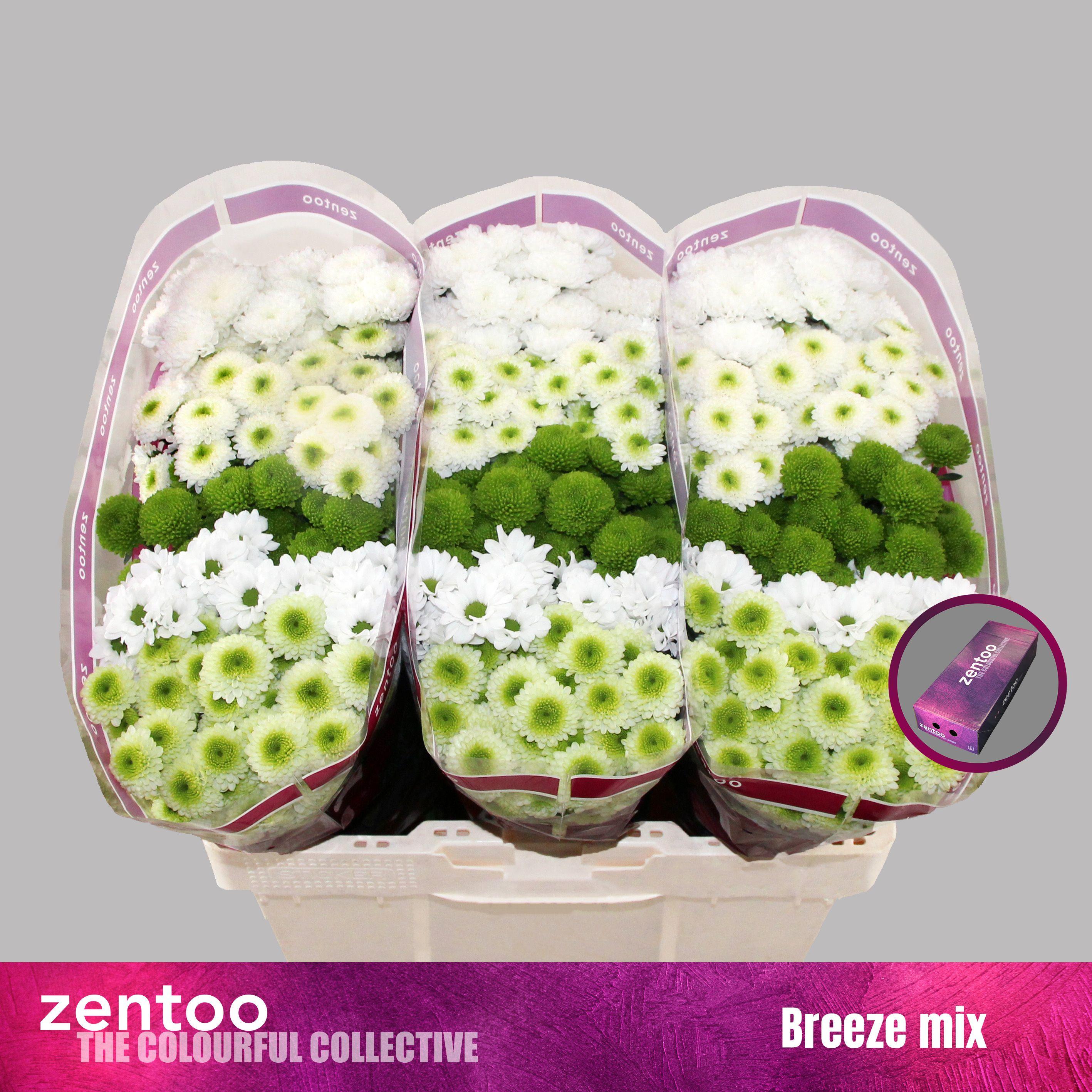 Срезанные цветы оптом Chrys sa mix breeze от 75шт. из Голландии с доставкой по России