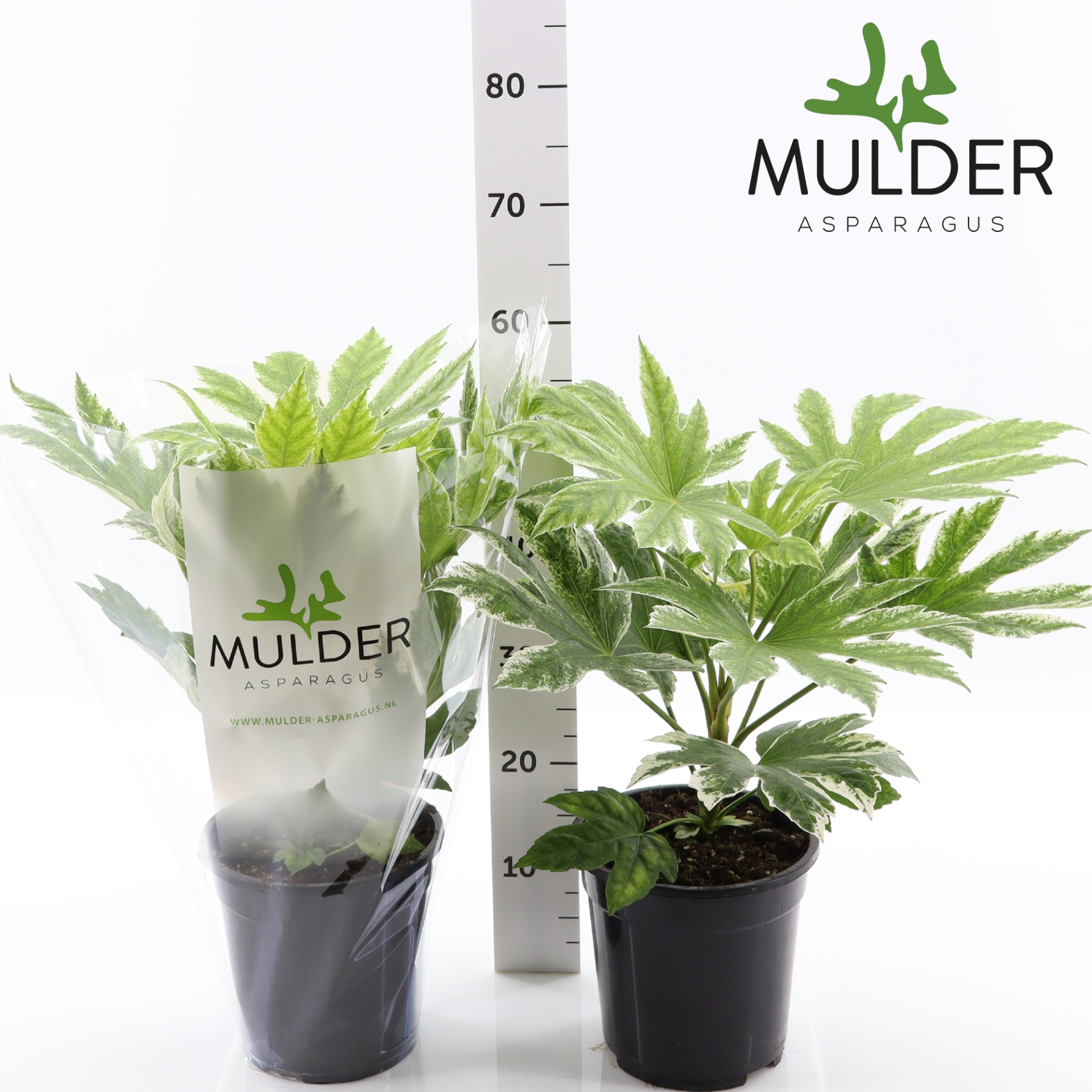 Горшечные цветы и растения оптом Fatsia Variegata от 1шт из Голландии с доставкой по России