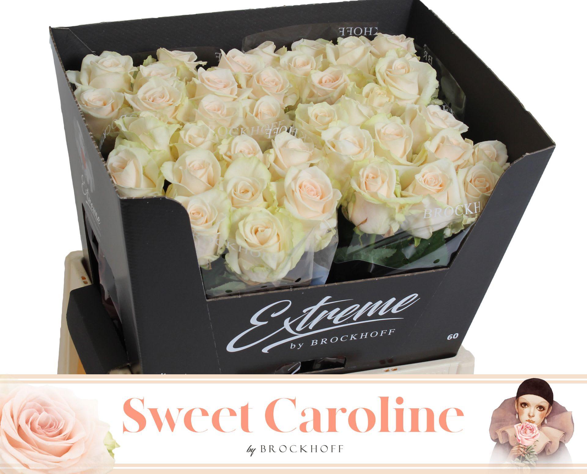 Срезанные цветы оптом Rosa large sweet caroline от 40шт. из Голландии с доставкой по России