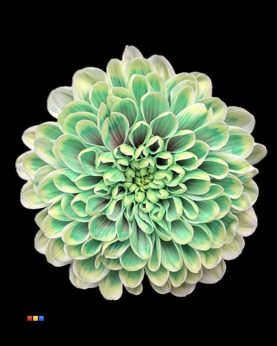 Срезанные цветы оптом Chrys sp paint altaj green от 40шт из Голландии с доставкой по России