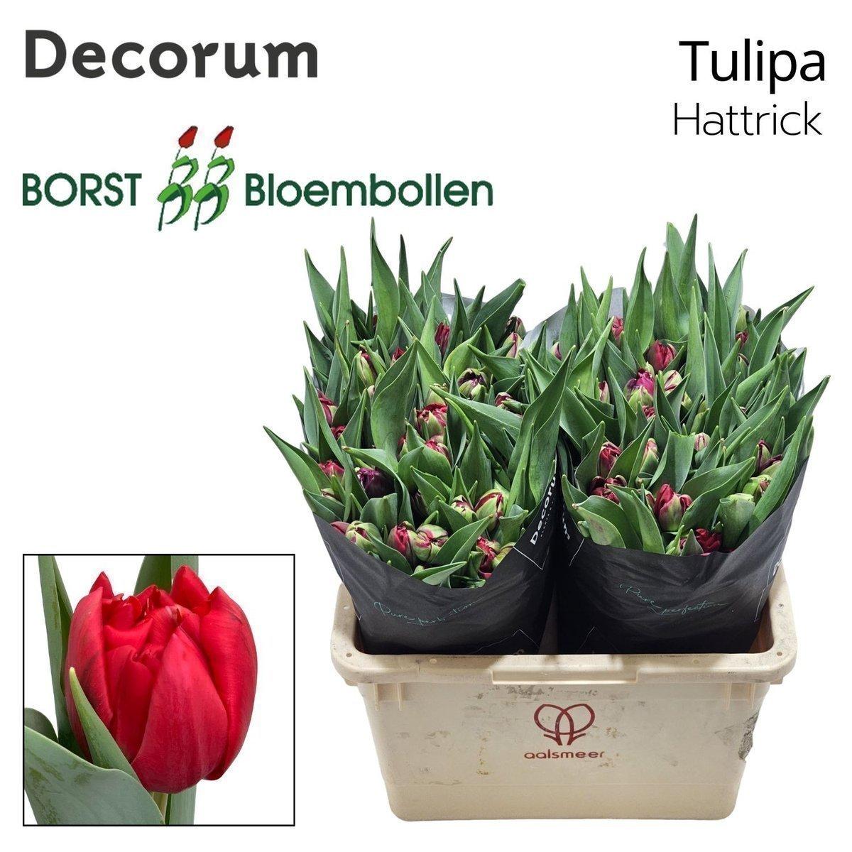 Срезанные цветы оптом Tulipa do hattrick от 50шт из Голландии с доставкой по России