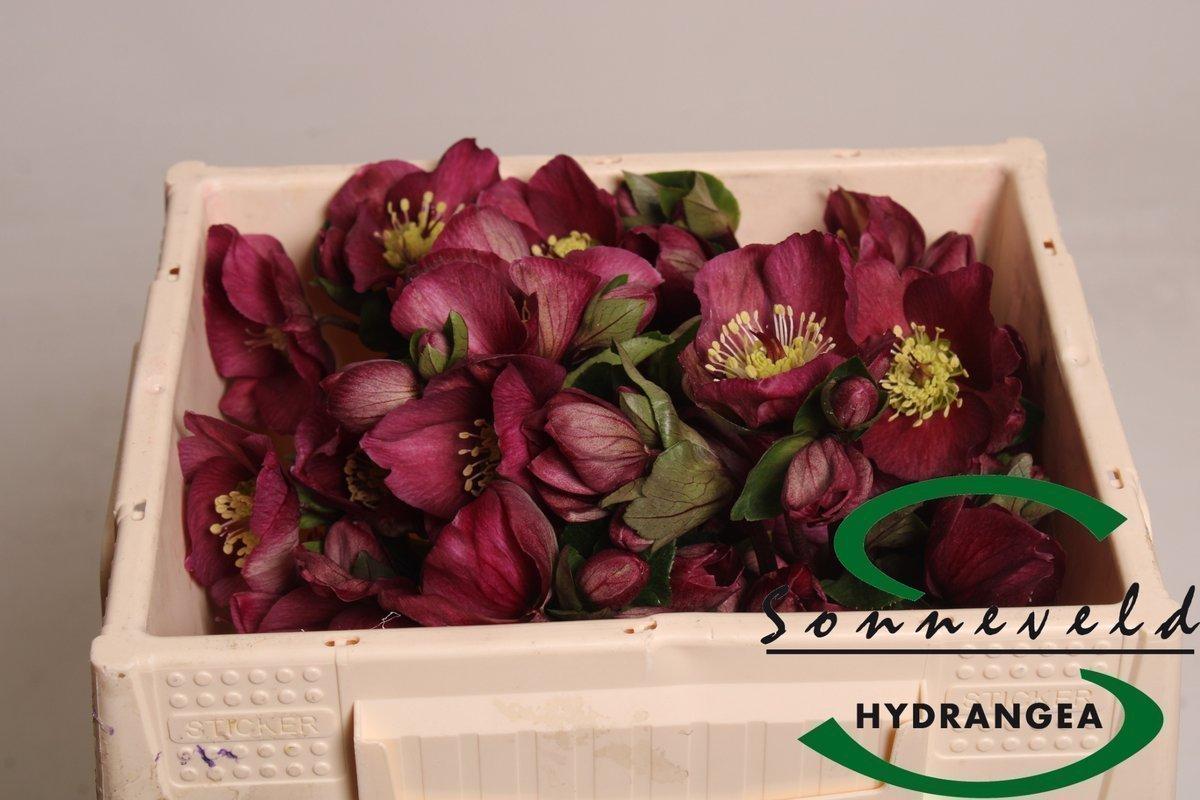 Срезанные цветы оптом Helleborus sara red от 40шт из Голландии с доставкой по России