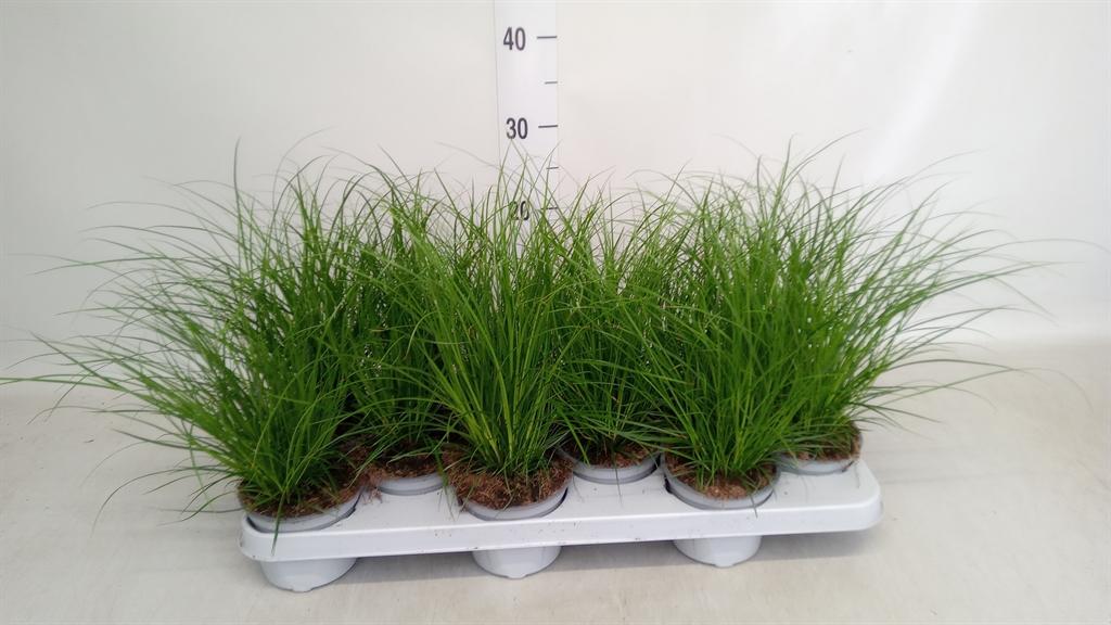 Горшечные цветы и растения оптом Carex Brunnea от 12шт из Голландии с доставкой по России
