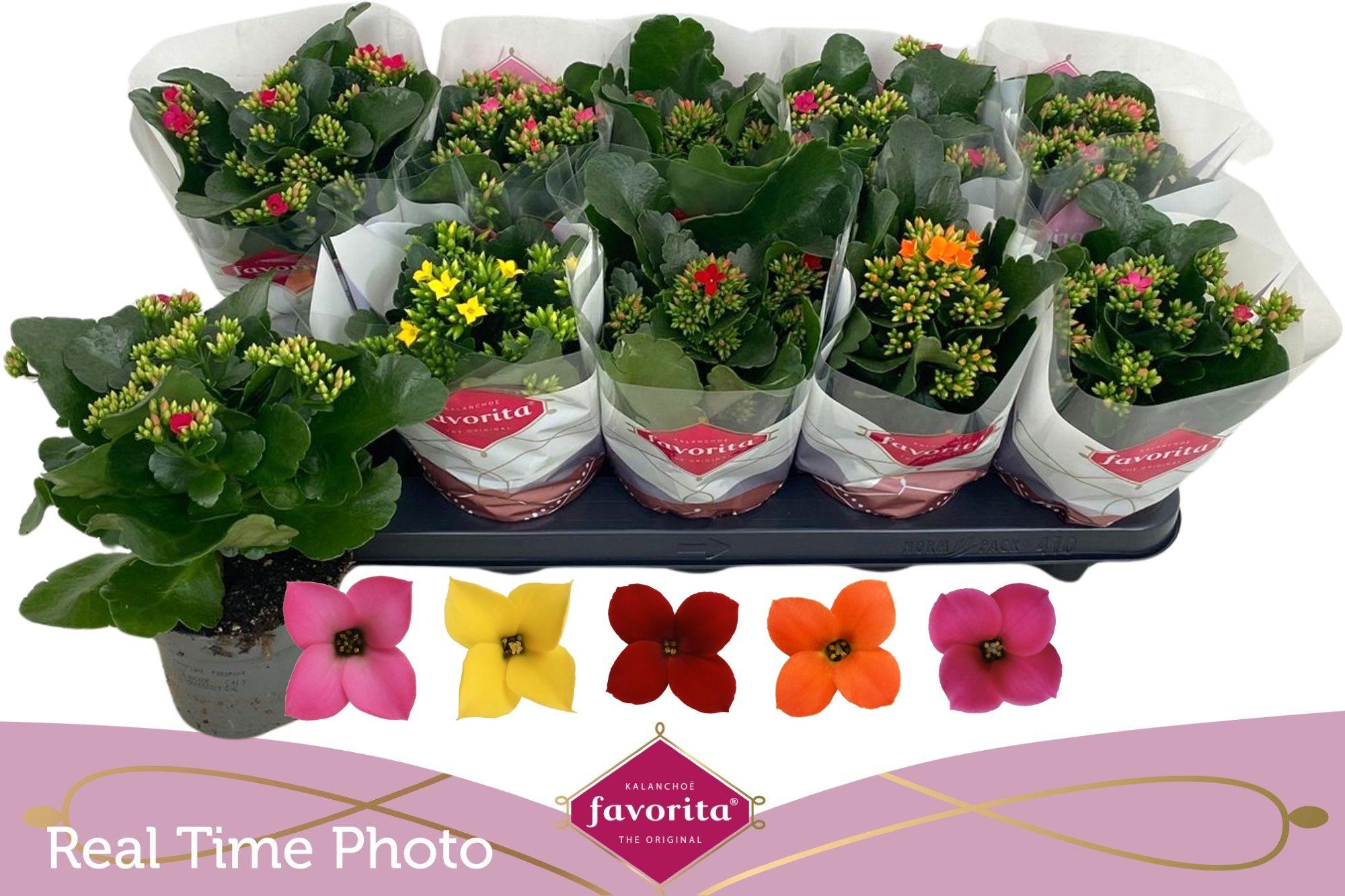 Горшечные цветы и растения оптом Kal En Gem 5 Kl от 10шт из Голландии с доставкой по России