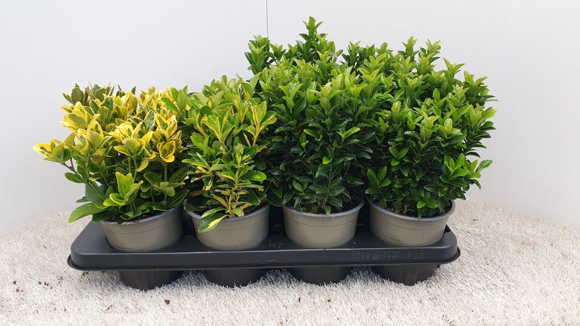 Горшечные цветы и растения оптом Euonymus Jap. Mix от 8шт из Голландии с доставкой по России