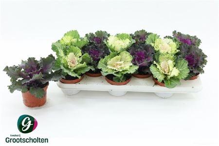 Горшечные цветы и растения оптом Brassica (sierkool) от 12шт из Голландии с доставкой по России