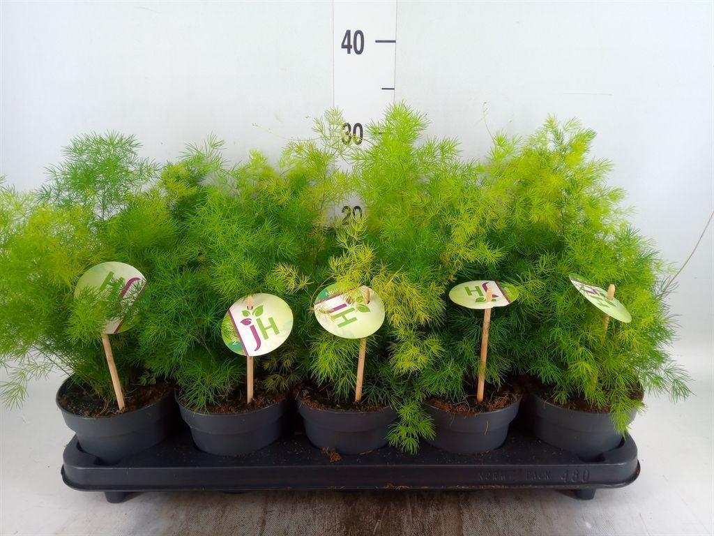 Горшечные цветы и растения оптом Asparagus Umbellatus от 10шт из Голландии с доставкой по России