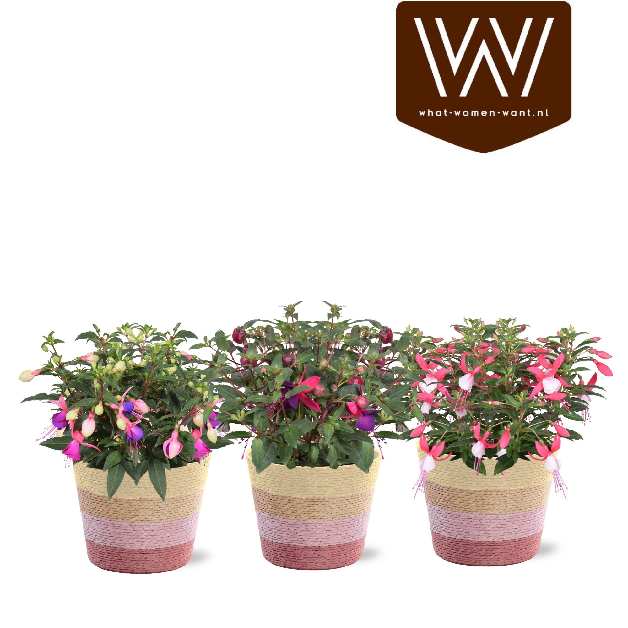 Горшечные цветы и растения оптом Fuchsia Ov от 6шт из Голландии с доставкой по России