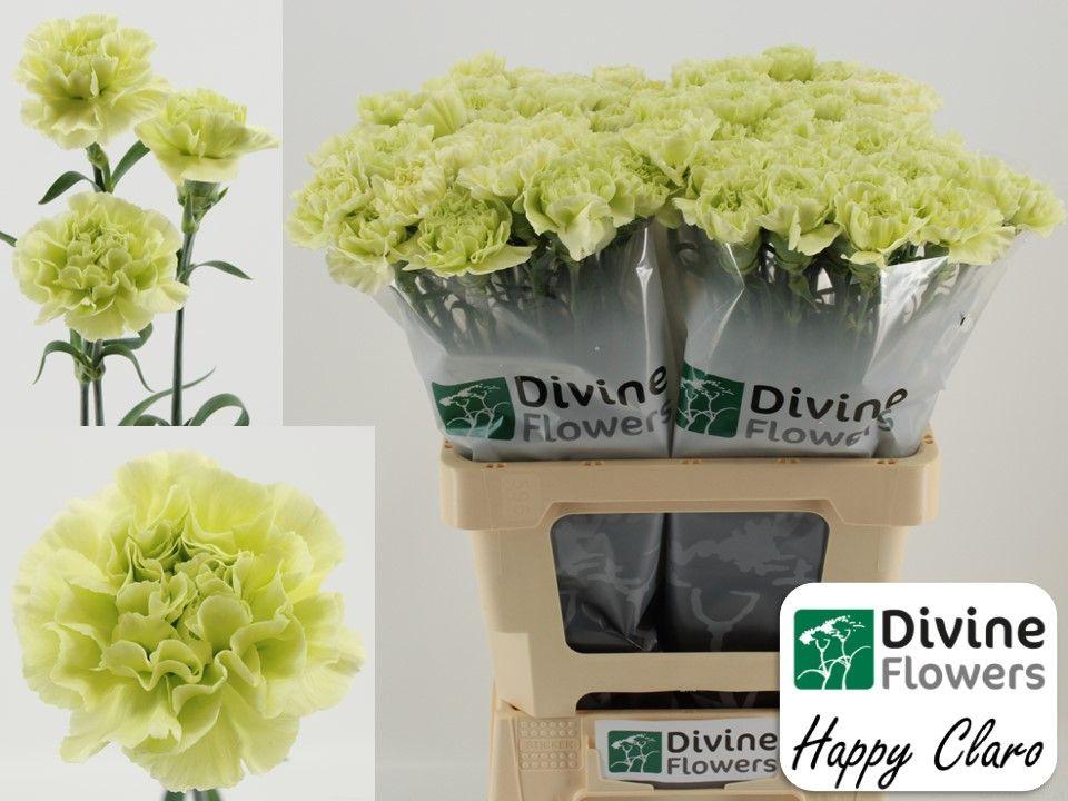 Срезанные цветы оптом Dianthus st happy claro от 80шт из Голландии с доставкой по России