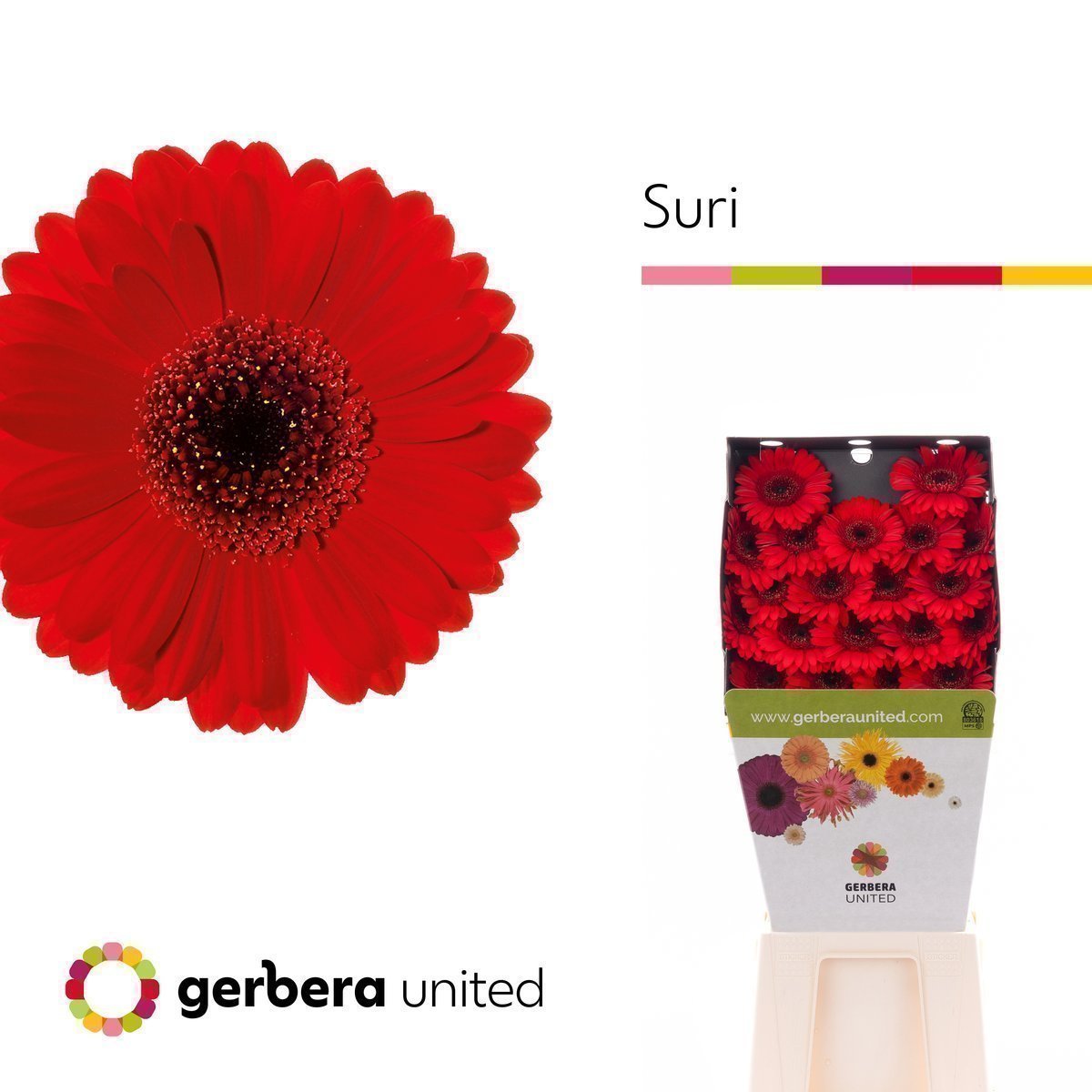 Срезанные цветы оптом Germini diamond suri от 20шт. из Голландии с доставкой по России