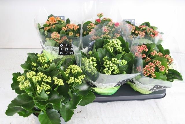 Горшечные цветы и растения оптом Kal Ge Gem 5 Kl от 6шт из Голландии с доставкой по России