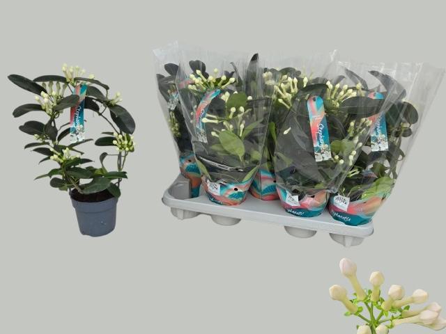 Горшечные цветы и растения оптом Steph Fl Ov от 9шт из Голландии с доставкой по России Горшечные цветы и растения оптом Steph Fl Ov от 9шт из Голландии с доставкой по России