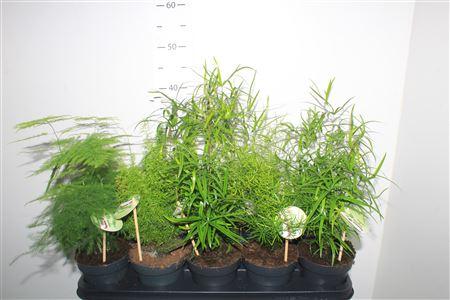 Горшечные цветы и растения оптом Aspar Gem от 10шт из Голландии с доставкой по России