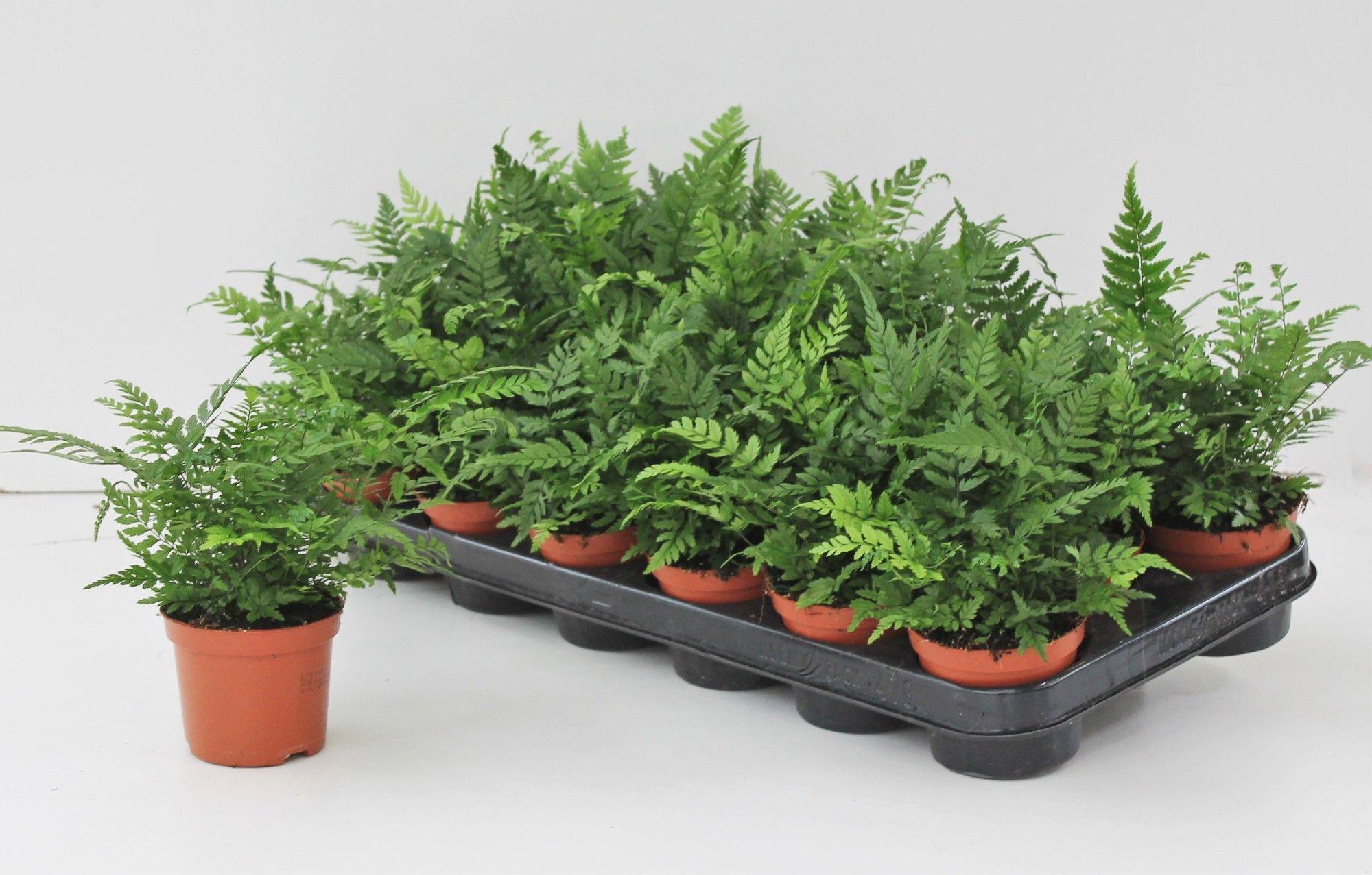 Горшечные цветы и растения оптом Athyrium Ov от 18шт (для телеги) из Голландии с доставкой по России