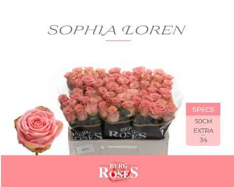 Срезанные цветы оптом Rosa la sophia loren от 60шт из Голландии с доставкой по России