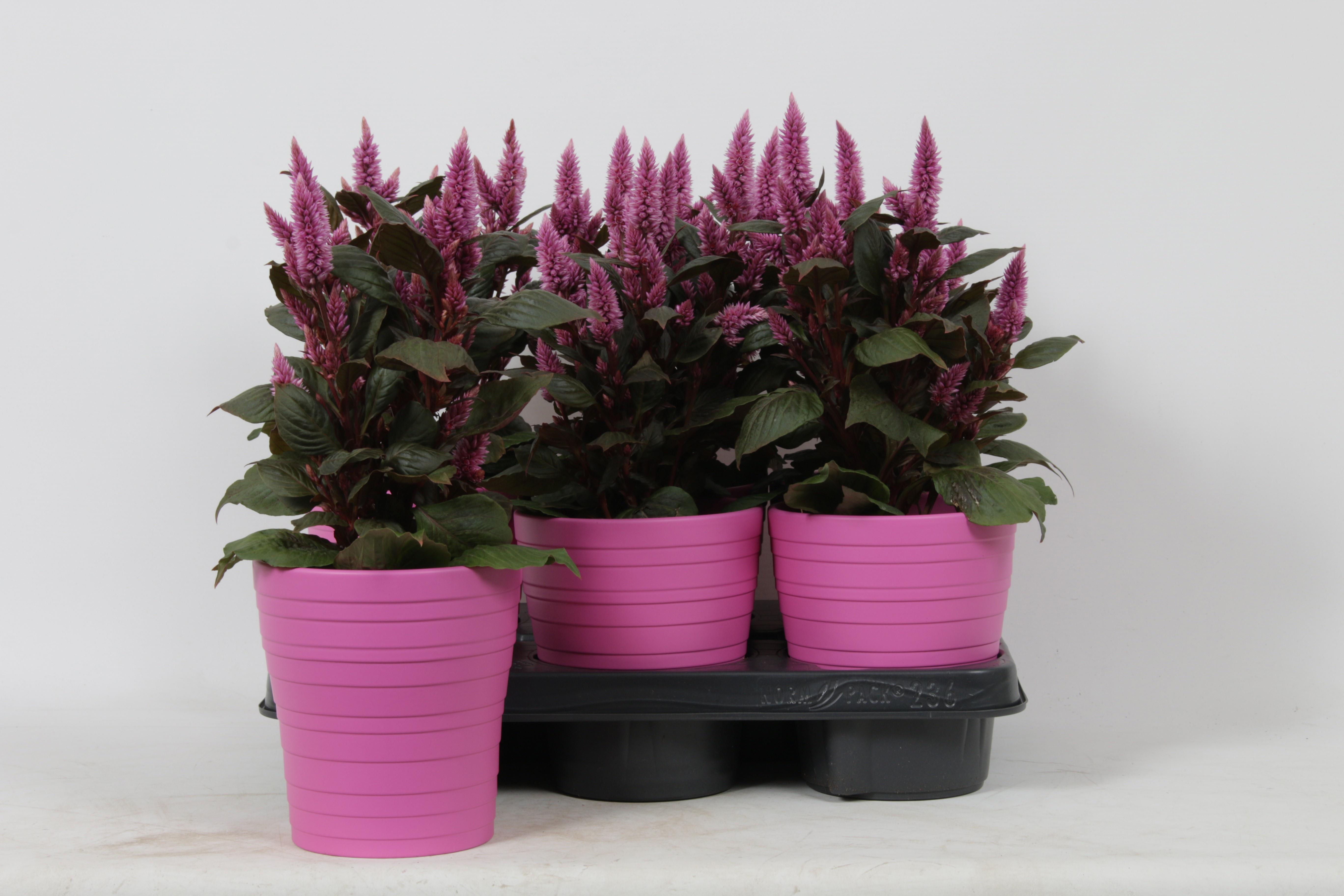 Горшечные цветы и растения оптом Kamerpl Bloeiend Gem от 6шт' из Голландии с доставкой по России