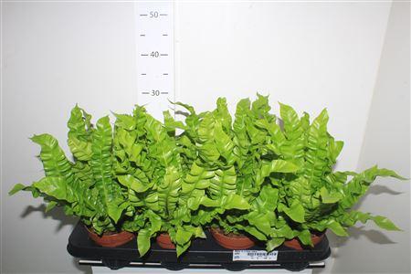 Горшечные цветы и растения оптом Asplenium Crispy Wave от 8шт из Голландии с доставкой по России