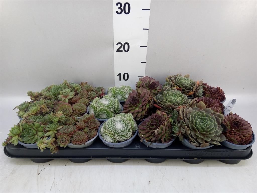 Горшечные цветы и растения оптом Sempervivum ...mix от 18шт (для телеги) из Голландии с доставкой по России