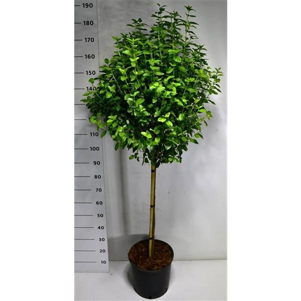 Горшечные цветы и растения оптом Viburnum Tin Eve Price On Stem от 1шт из Голландии с доставкой по России