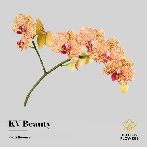 Срезанные цветы оптом Phalaenopsis kv beauty (per stem) от 4шт из Голландии с доставкой по России